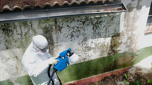 Top rated local Mold Remediation specialists in Brodnax, VA